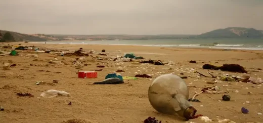 Beach Cleanups