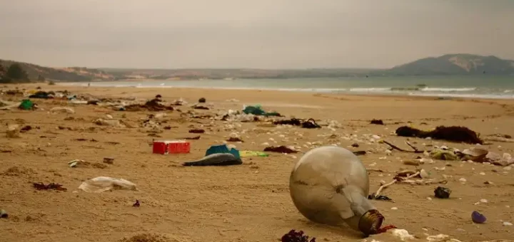 Beach Cleanups