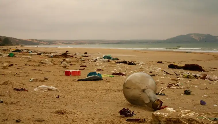 Beach Cleanups