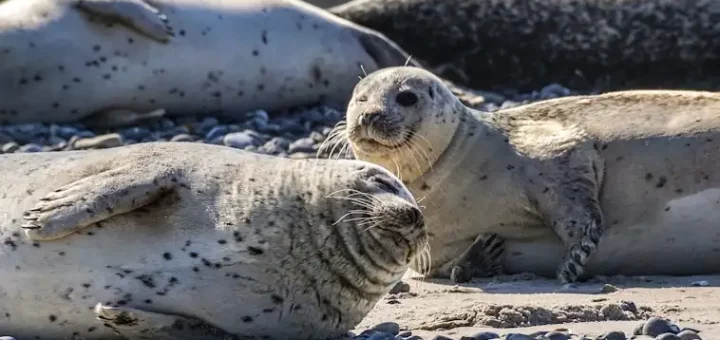 Ocean Acidification