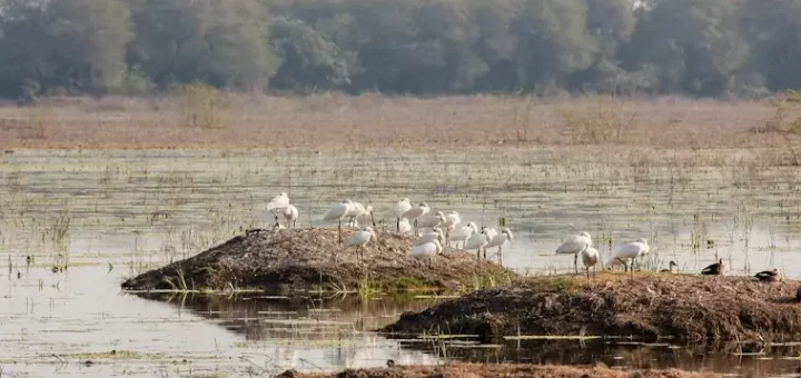 Wetlands
