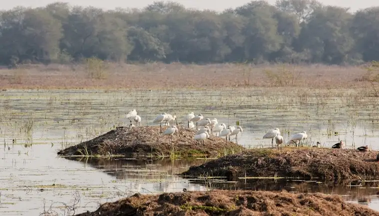 Wetlands