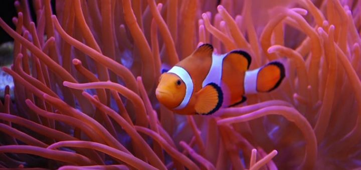 Ocean Acidification