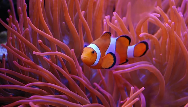 Ocean Acidification