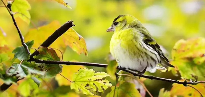 Bird Populations