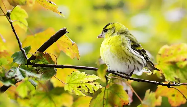 Bird Populations