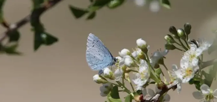 Biodiversity