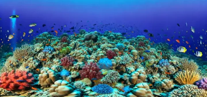 Coral Reefs