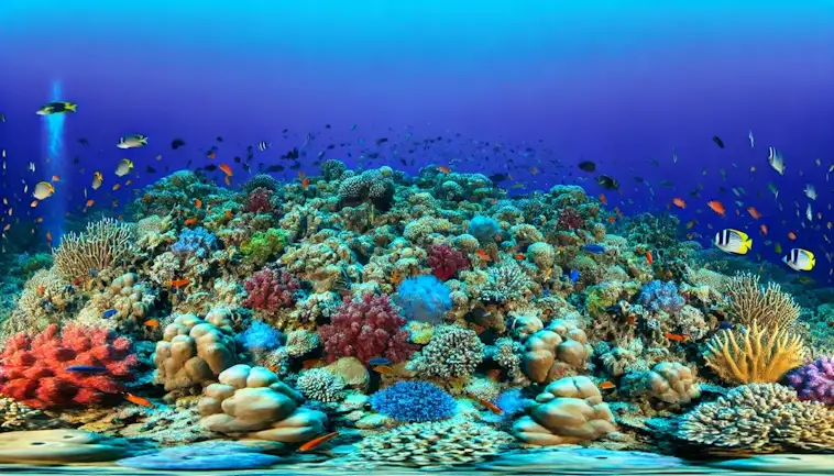 Coral Reefs