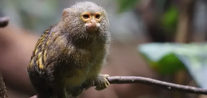 Biodiversity