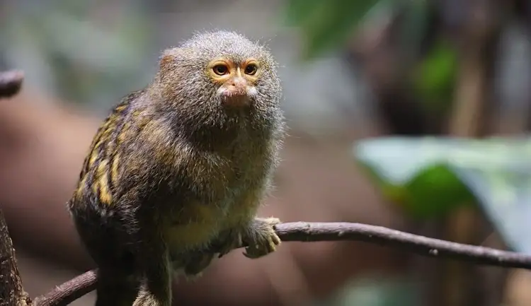 Biodiversity