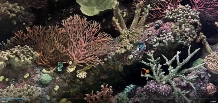 Ocean Acidification
