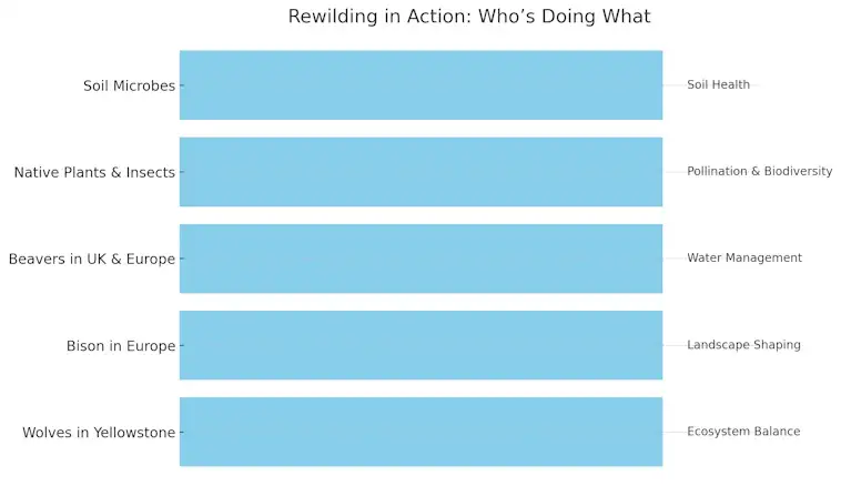 Rewilding in Action