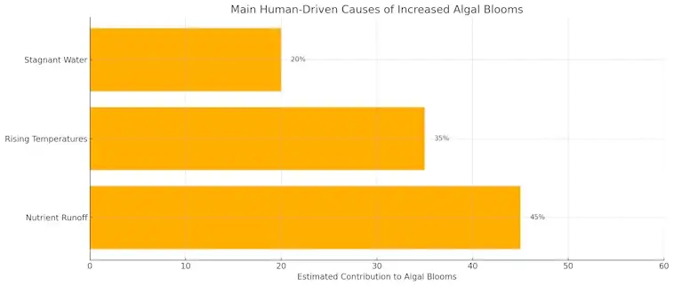 Increased Algal Blooms