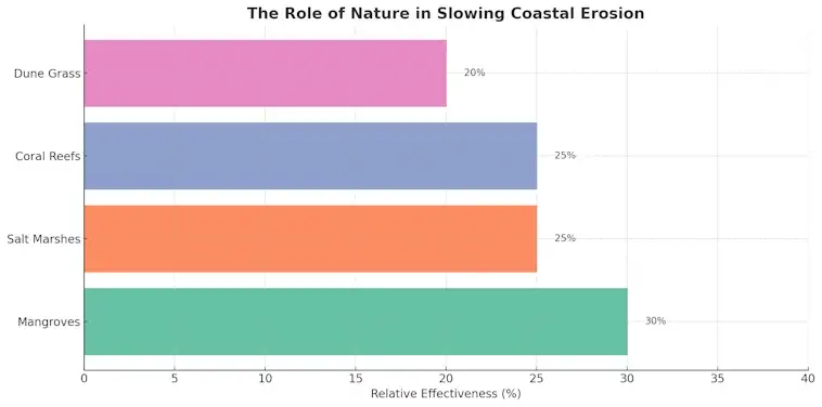 The Roal of Nature in Slowing Coastal Erosion
