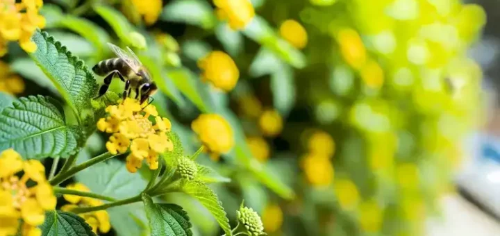 Pollinator Decline