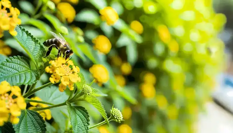 Pollinator Decline