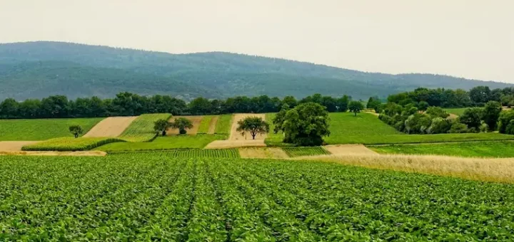 Sustainable Agriculture is Transforming our Food System
