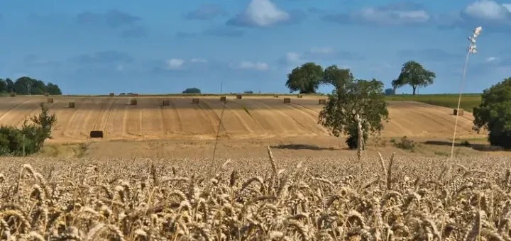 Crop Rotation