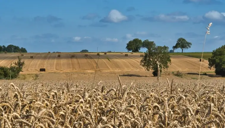 Crop Rotation