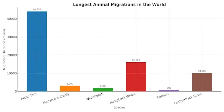 Longest Animal Migrations in the World