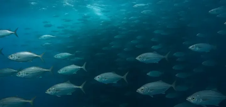 Fish Migration Mysteries