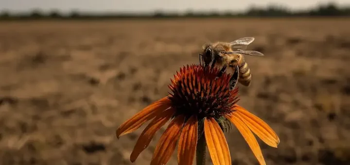 Nectar Shortage the Hidden Crisis