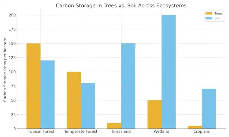 Carbon Storage in Trees vs Soil Across Ecosystems