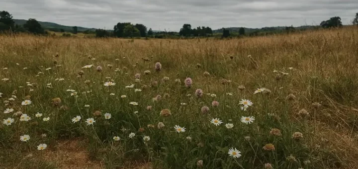 What Floral Decline Means