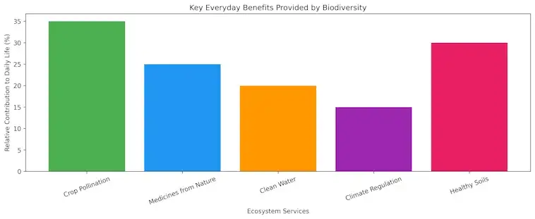 The Key Everyday Benefits Provided by Biodiversity
