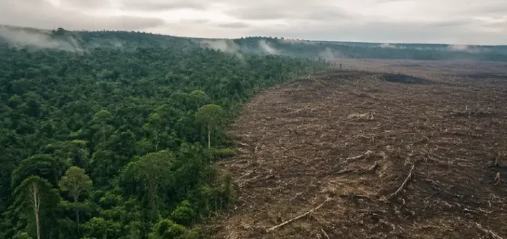 Vanishing Rainforests