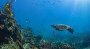 Marine Sanctuaries Protect Species Fighting to Survive Today