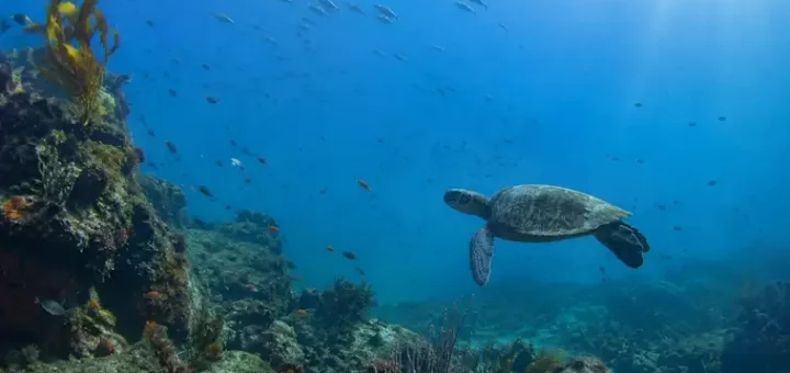 How Marine Sanctuaries Protect Species