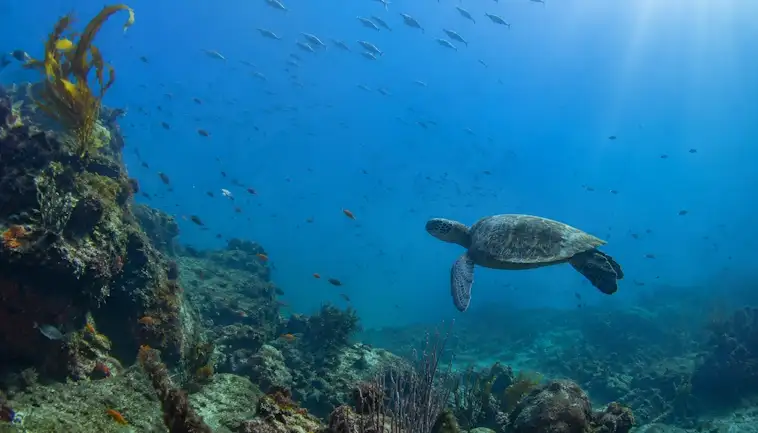 How Marine Sanctuaries Protect Species