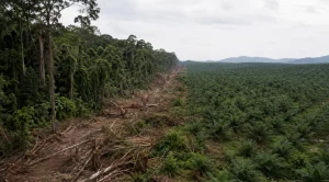 Palm Expansion Is Destroying Wildlife and Ancient Forests