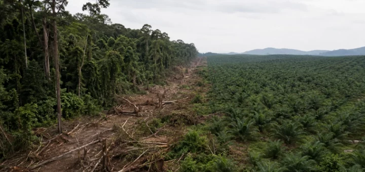 Palm Expansion Destroys Forests and Wildlife